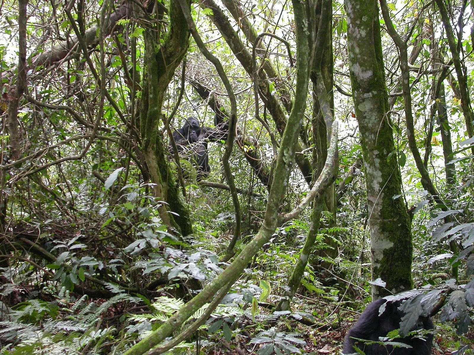 Bwindi Impenetrable National Park